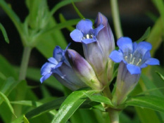 Gentiana cruciataKruisbladgentiaan bestellen